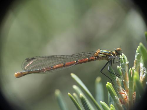 Pyrrhosoma nymphula